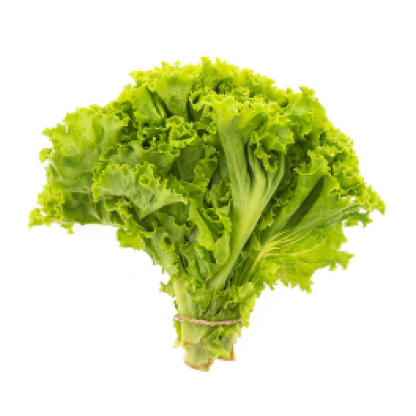 Green Lettuce